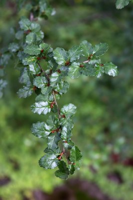 Nothofagus antarctica - pabuk jižní - lístky